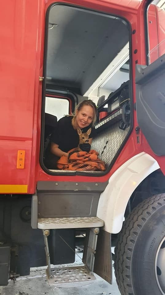 Strażacy z Trzebienia uratowali sarenkę