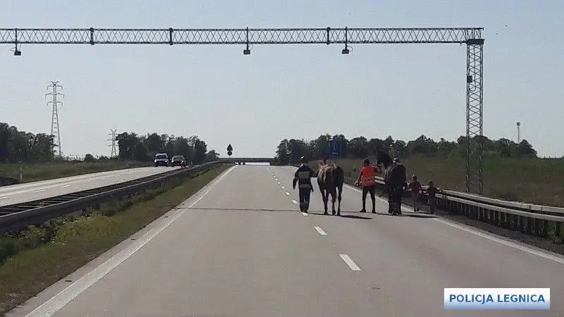 Akcja policji na A4. Eskortowanie koni