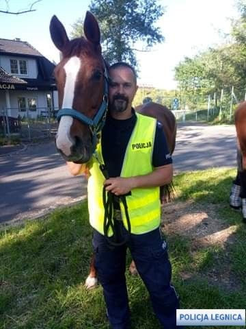 Akcja policji na A4. Eskortowanie koni