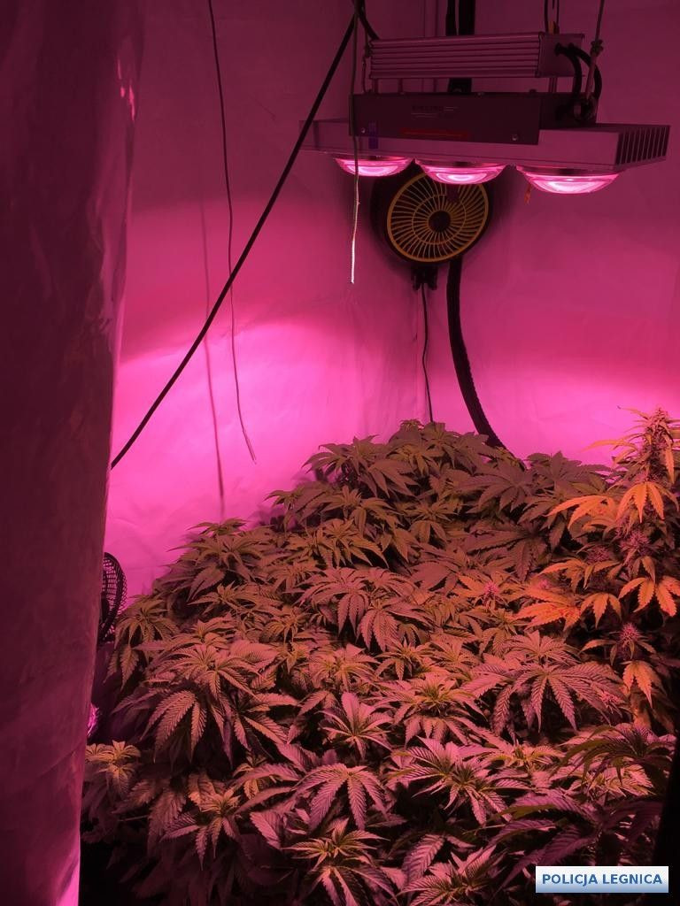 Narkotyki i podejrzani