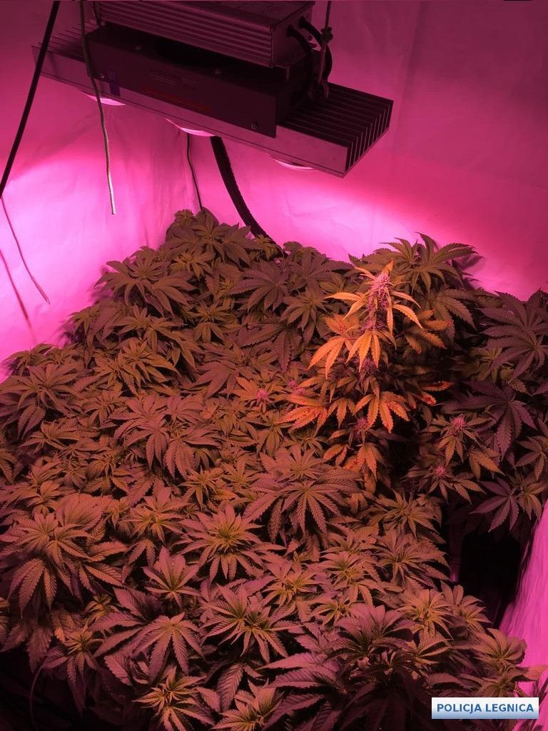 Narkotyki i podejrzani