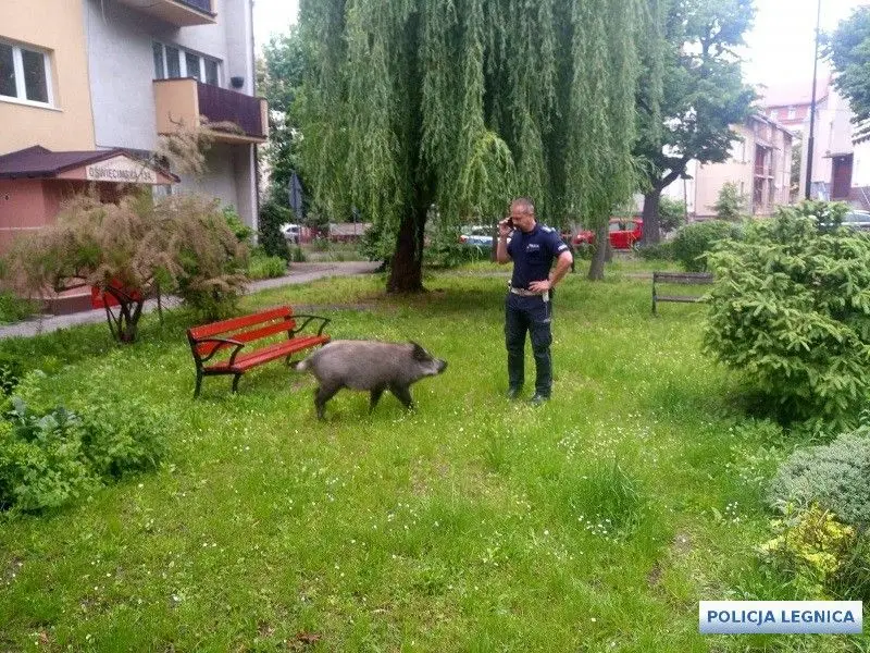 Поліція Legnica: втручання у справі дикого кабана, який украв вареники