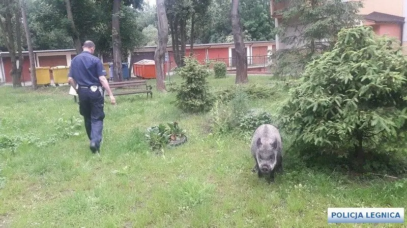 Legnicka policja: interwencja ws. dzika, który ukradł pierogi