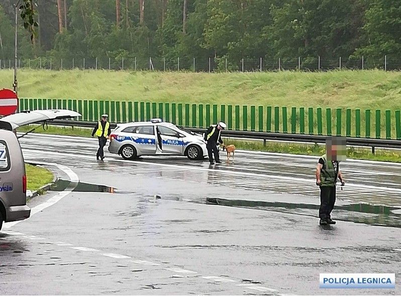Akcja policji na A4. Jelonek biegał po autostradzie