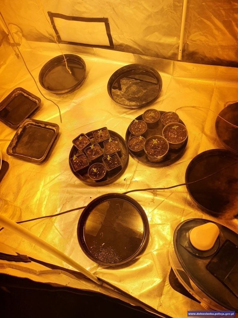 Narkotyki przechwycone przez kryminalnych z Bolesławca