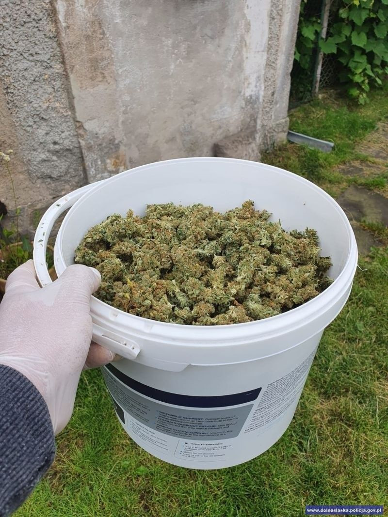 Narkotyki przechwycone przez kryminalnych z Bolesławca