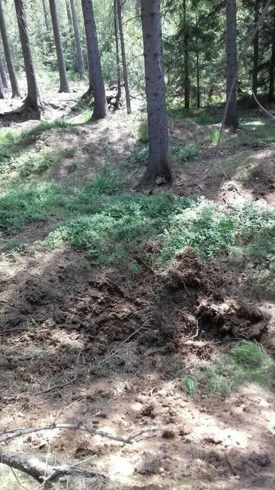 Akcja Patrolu Saperskiego Bolesławiec na terenie Nadleśnictwa Świeradów