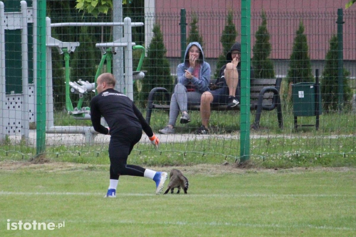 Leśnik Osiecznica wygrywa sparing z BKS Bolesławiec