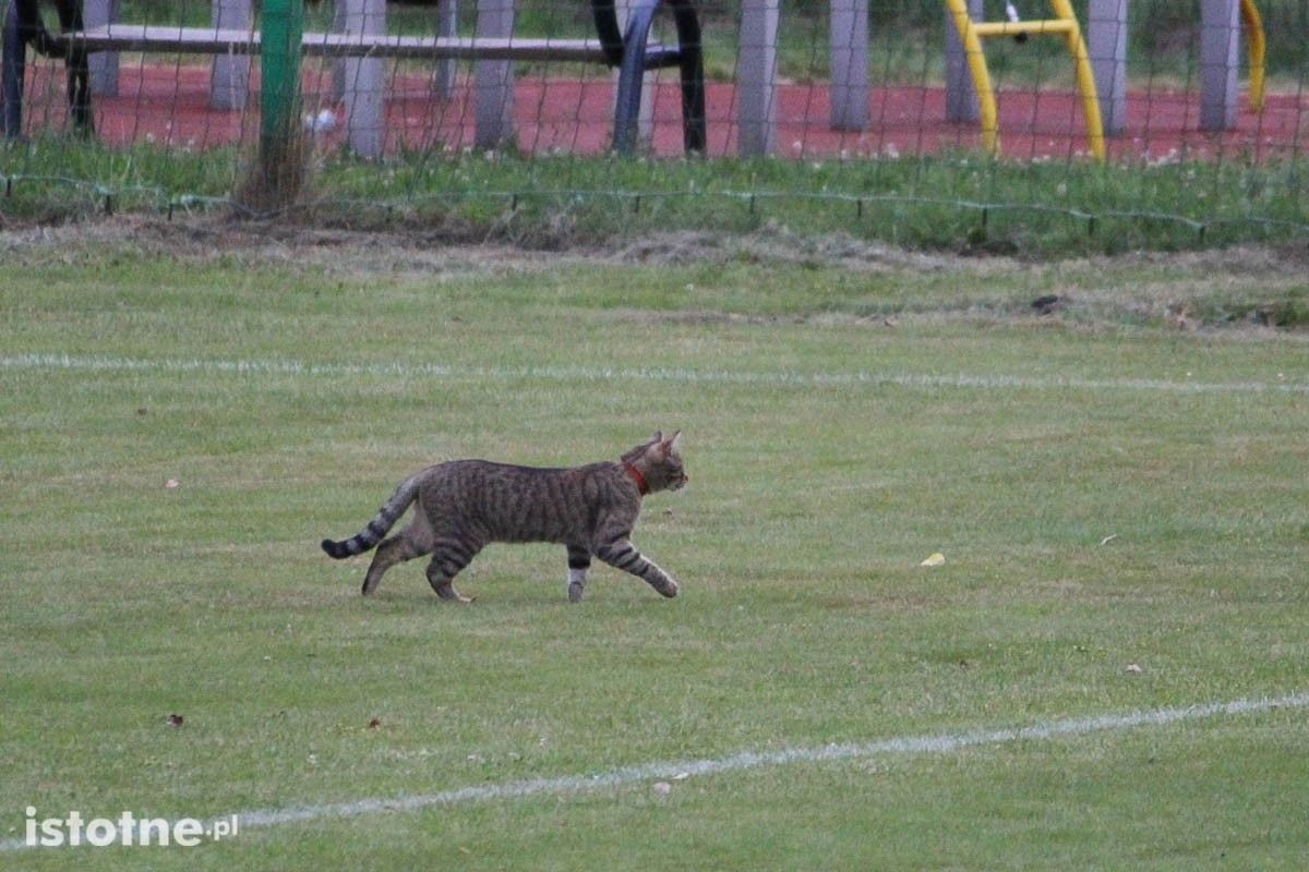 Leśnik Osiecznica wygrywa sparing z BKS Bolesławiec