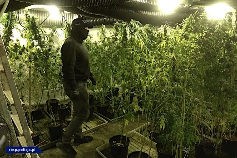 Ogromna plantacja marihuany w powiecie lwóweckim zlikwidowana