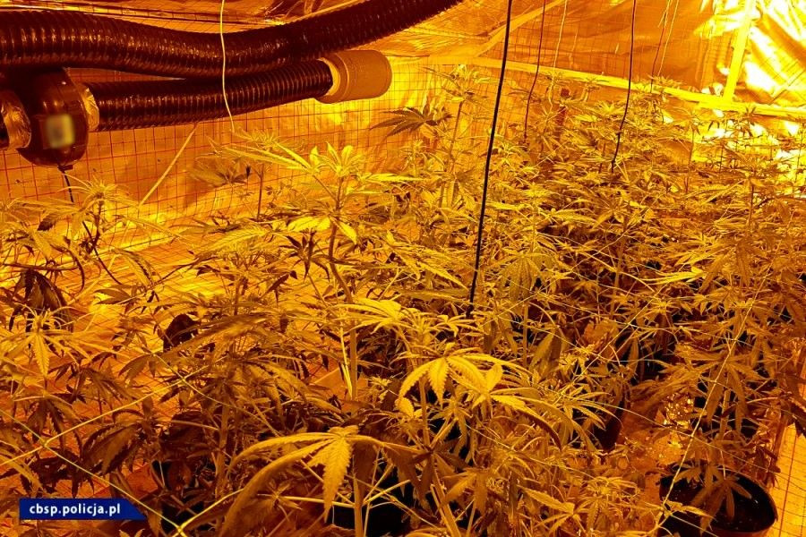 Ogromna plantacja marihuany w powiecie lwóweckim zlikwidowana