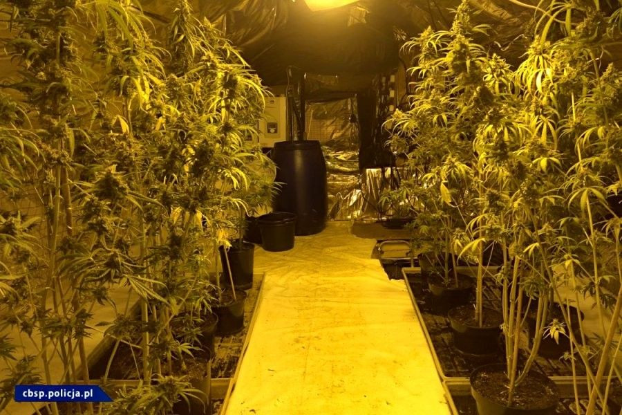 Ogromna plantacja marihuany w powiecie lwóweckim zlikwidowana