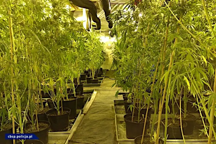 Ogromna plantacja marihuany w powiecie lwóweckim zlikwidowana