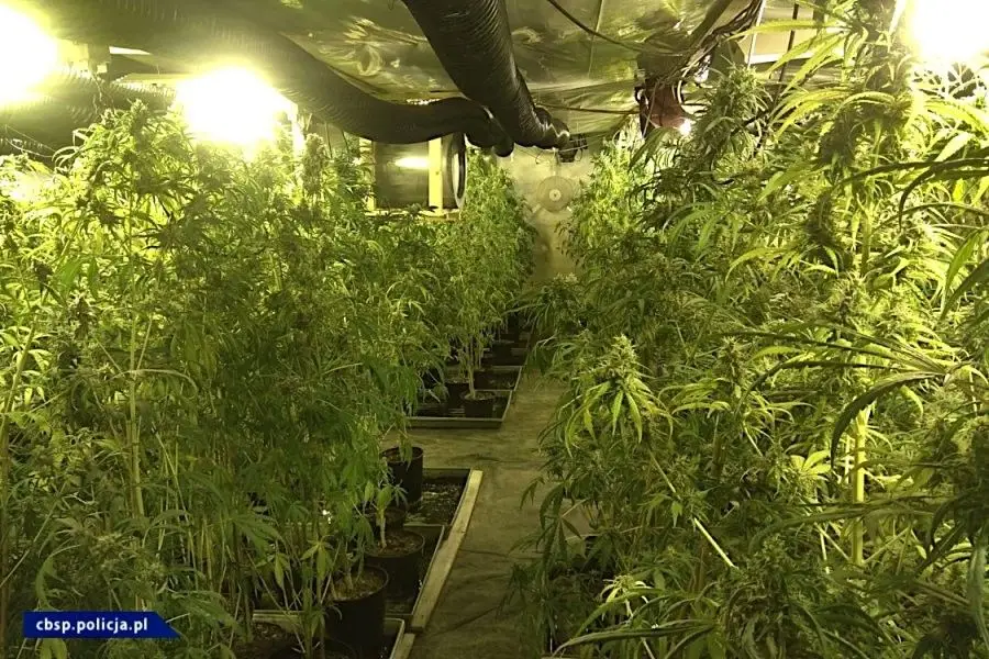 Ogromna plantacja marihuany w powiecie lwóweckim zlikwidowana