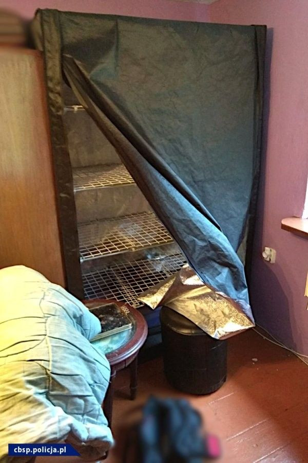 Ogromna plantacja marihuany w powiecie lwóweckim zlikwidowana