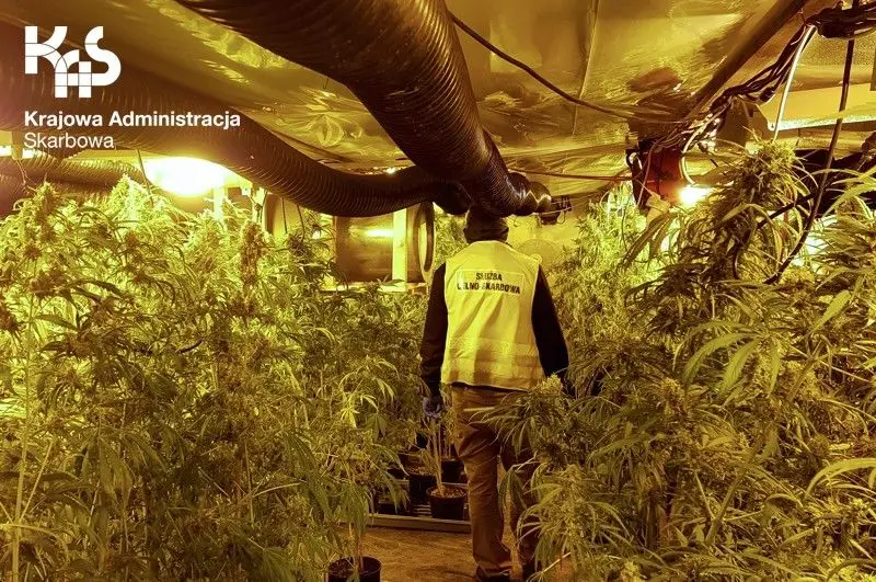 Ogromna plantacja marihuany w powiecie lwóweckim zlikwidowana