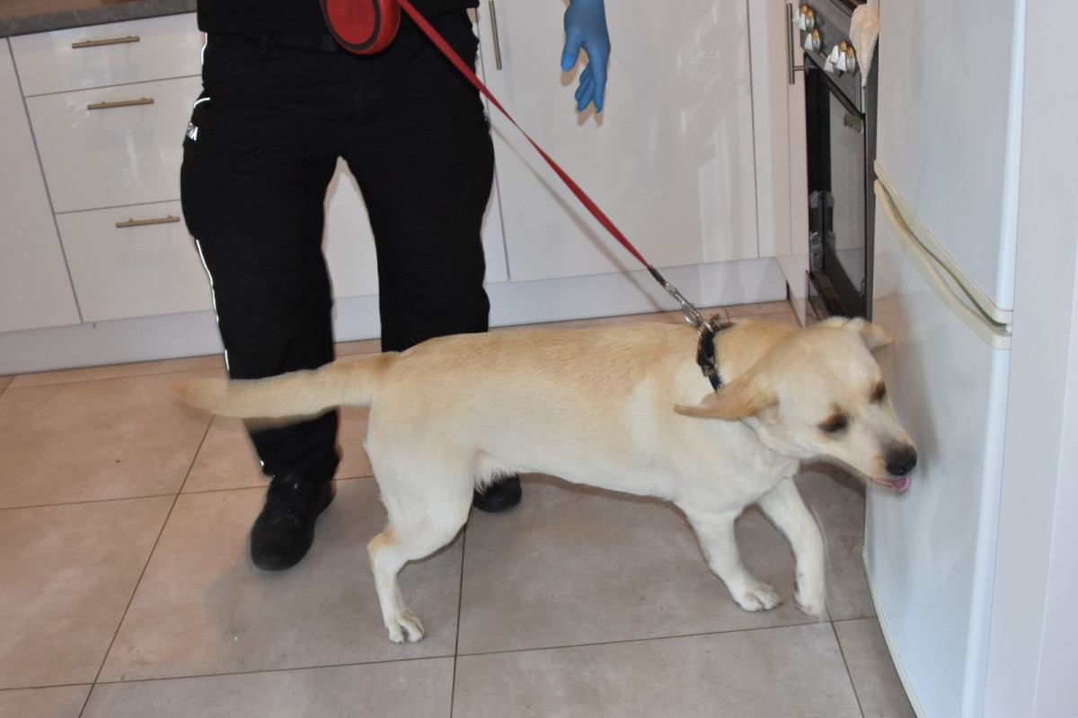 Akcja służb, m.in. Nadodrzańskiego Oddziału Straży Granicznej