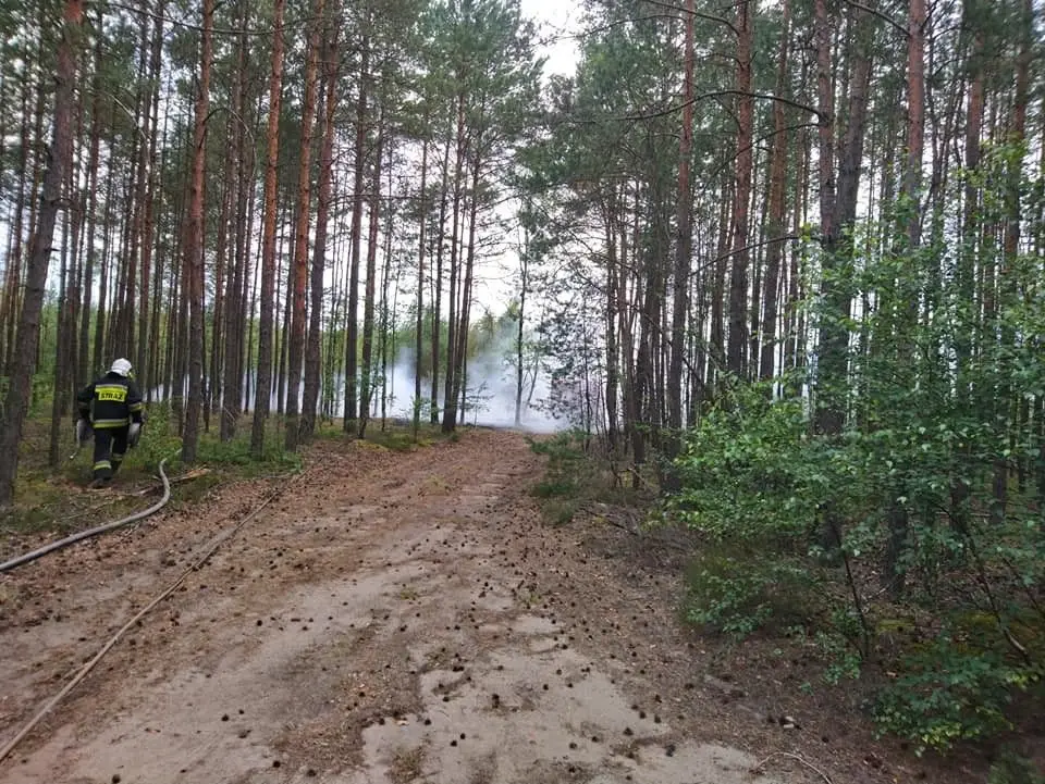 Akcja straży pożarnej w lesie w gminie Gromadka (powiat bolesławiecki)
