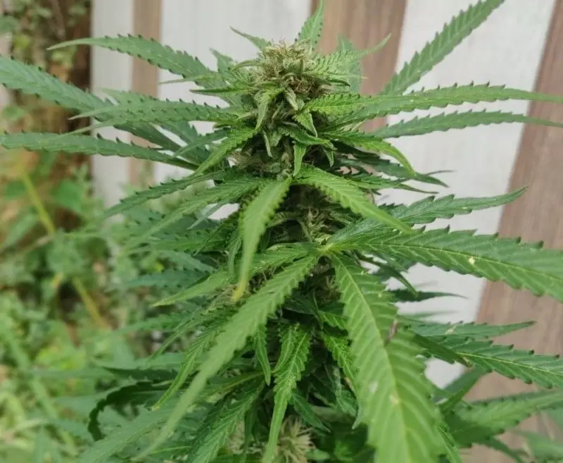 Marihuana przechwycona przez bolesławiecką policję