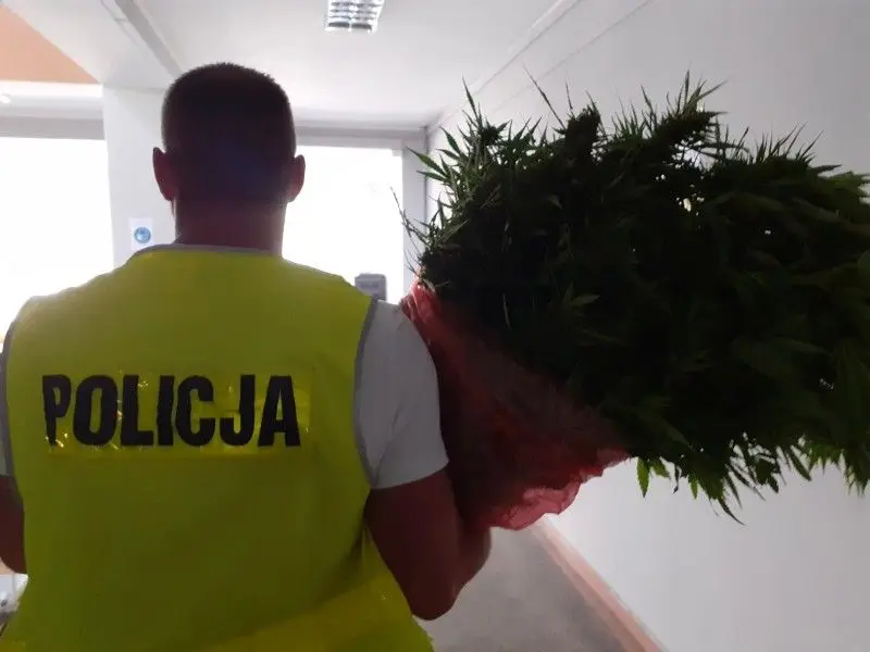 Marihuana przechwycona przez bolesławiecką policję