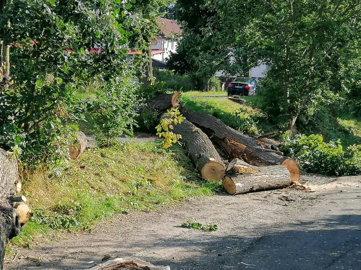 Konary na ścieżce rowerowej przy ulicy Lubańskiej w Bolesławcu