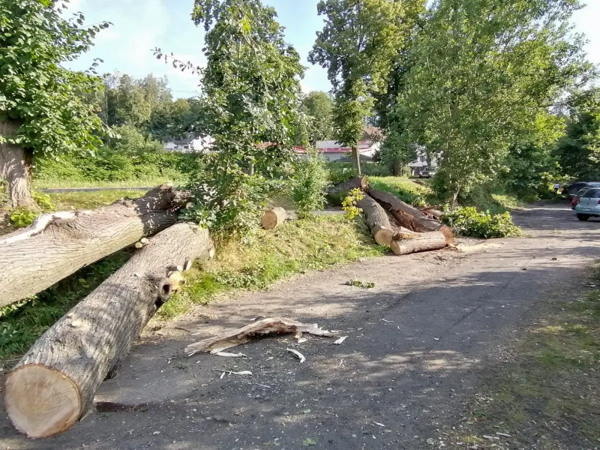 Konary na ścieżce rowerowej przy ulicy Lubańskiej w Bolesławcu