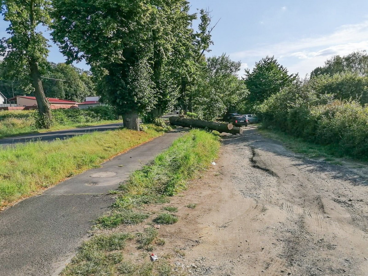 Konary na ścieżce rowerowej przy ulicy Lubańskiej w Bolesławcu