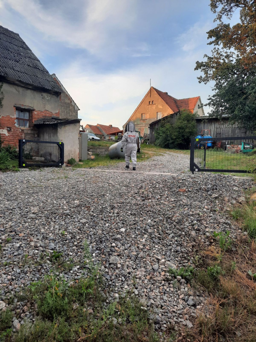 Strażacy usunęli gniazdo szerszeni w Różyńcu