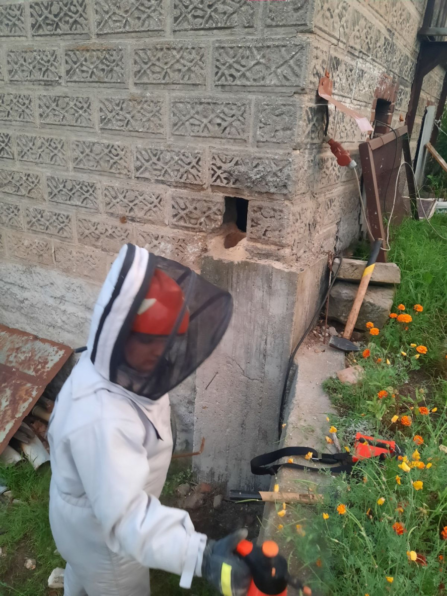 Strażacy usunęli gniazdo szerszeni w Różyńcu