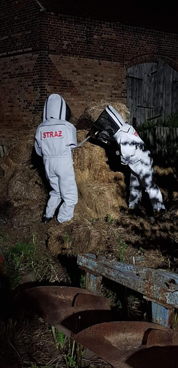 Strażacy usunęli gniazdo szerszeni w Brzeźniku