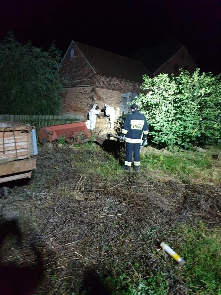 Strażacy usunęli gniazdo szerszeni w Brzeźniku