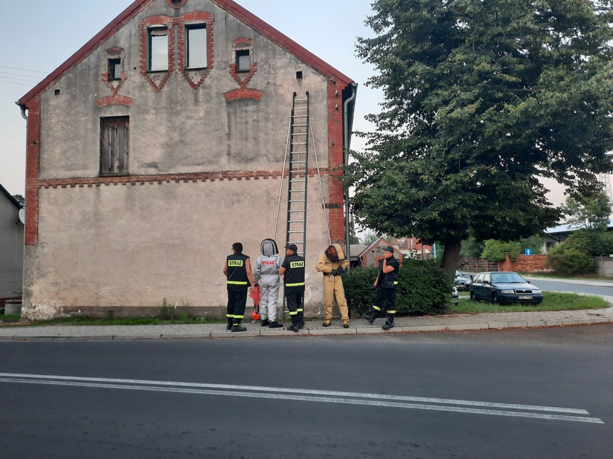Strażacy z Różyńca usunęli gniazda Szerszeni na terenie Gromadki