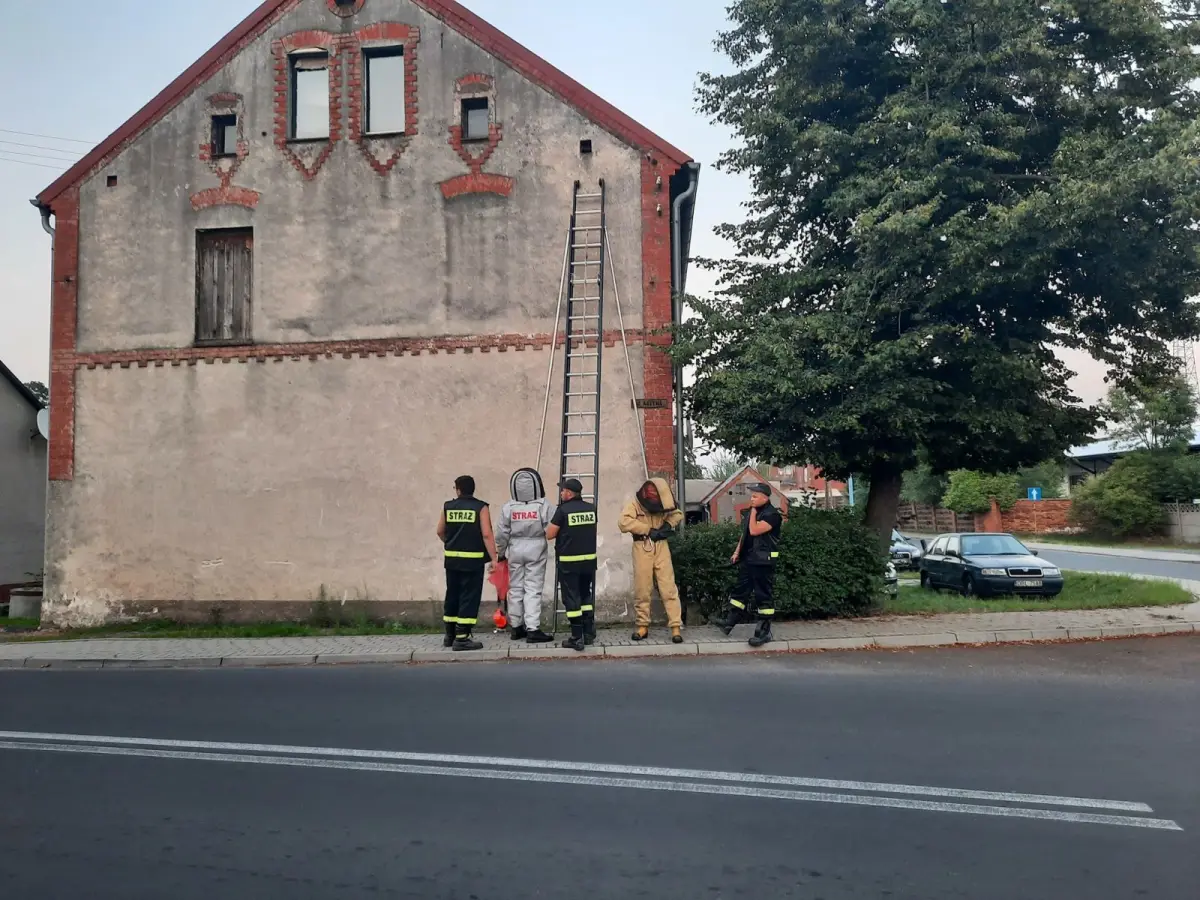 Strażacy z Różyńca usunęli gniazda Szerszeni na terenie Gromadki
