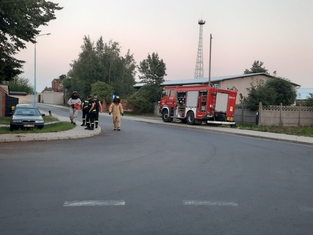 Strażacy z Różyńca usunęli gniazda Szerszeni na terenie Gromadki
