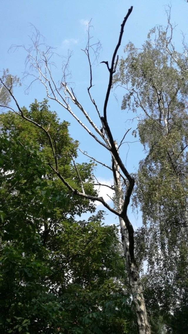 Uschnięte brzozy przy alei Tysiąclecia w Bolesławcu