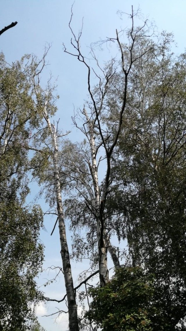 Uschnięte brzozy przy alei Tysiąclecia w Bolesławcu