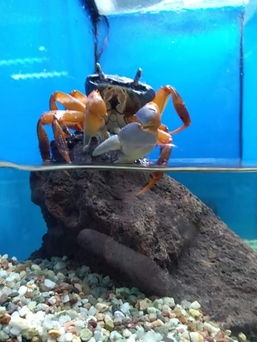 Sklep Zoologiczny Safarii (Bolko)