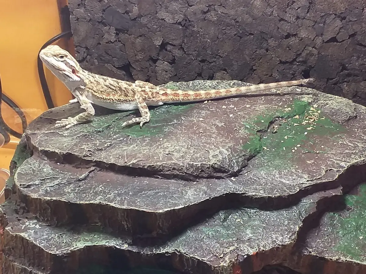 Sklep Zoologiczny Safarii (Bolko)