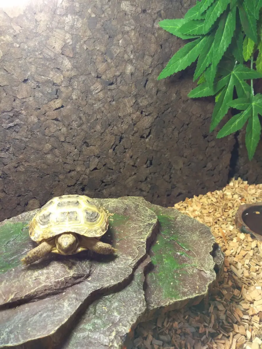Sklep Zoologiczny Safarii (Bolko)