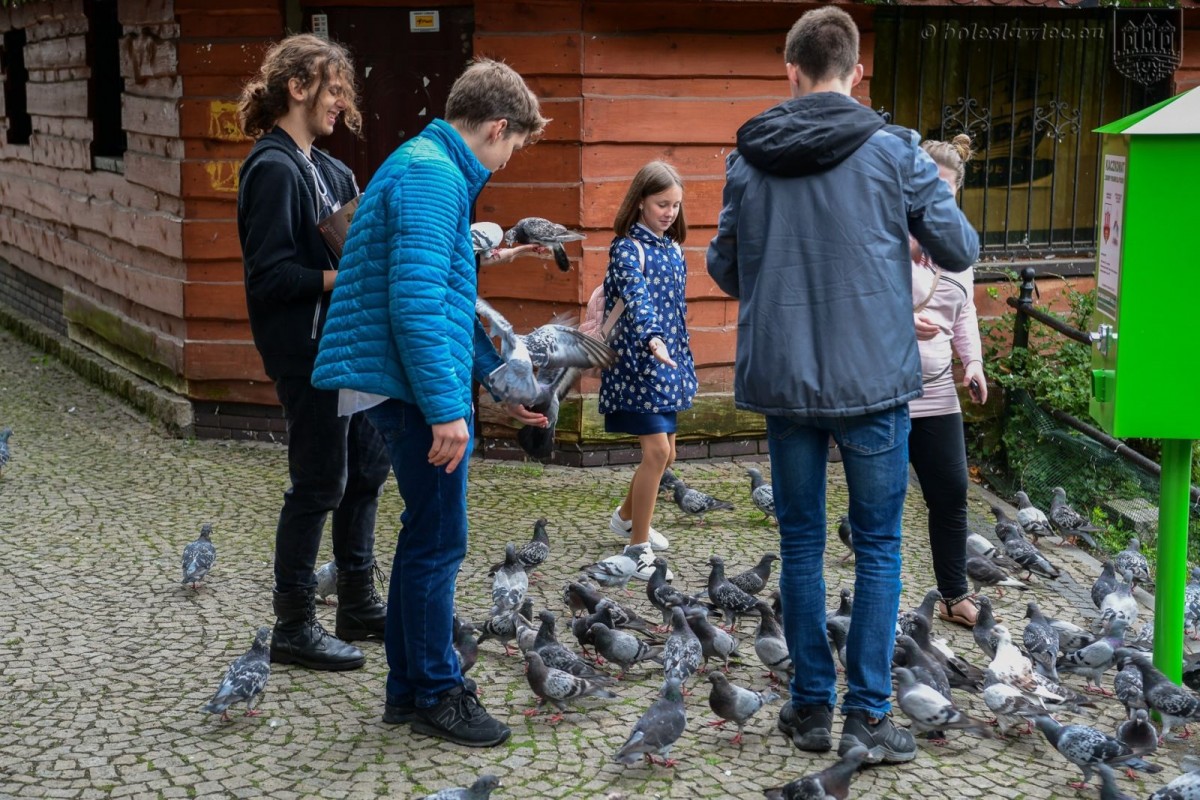 Kaczkomat przy stawie miejskim przy ul. Bankowej w Bolesławcu
