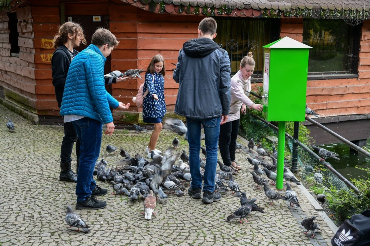 Kaczkomat przy stawie miejskim przy ul. Bankowej w Bolesławcu