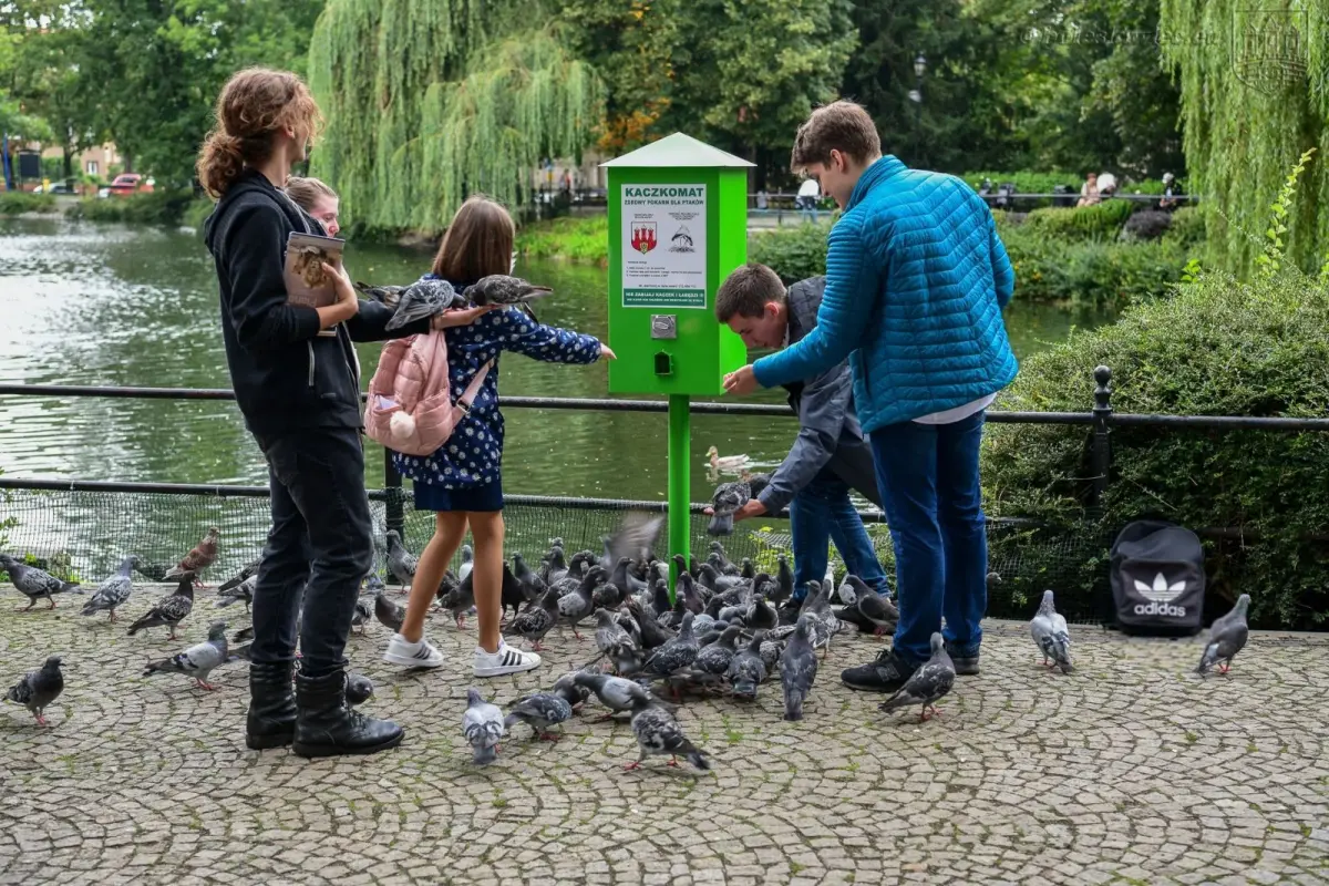 Kaczkomat przy stawie miejskim przy ul. Bankowej w Bolesławcu