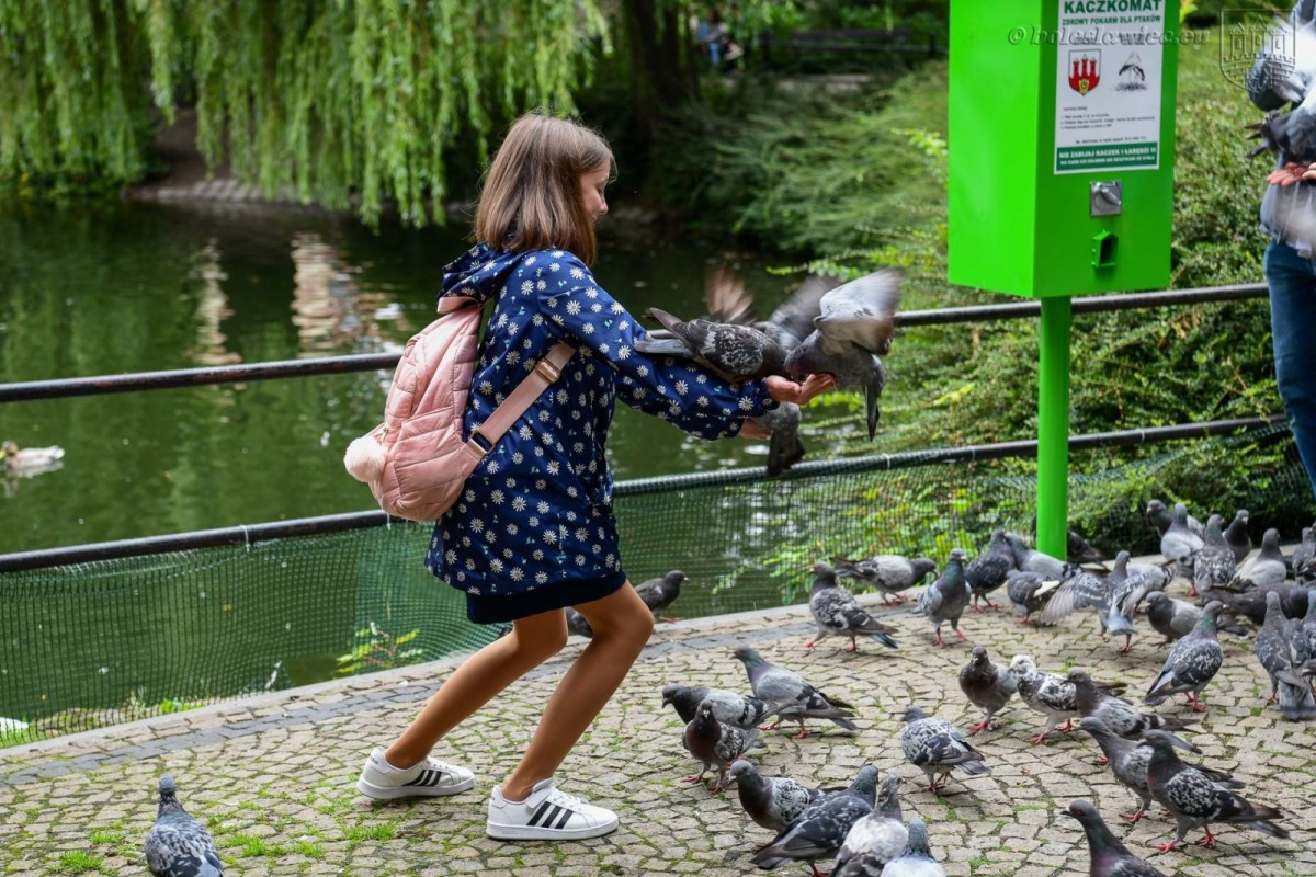 Kaczkomat przy stawie miejskim przy ul. Bankowej w Bolesławcu