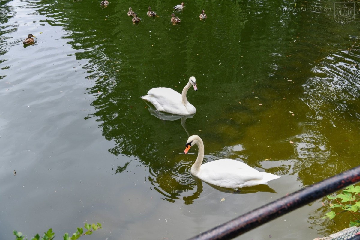 Kaczkomat przy stawie miejskim przy ul. Bankowej w Bolesławcu