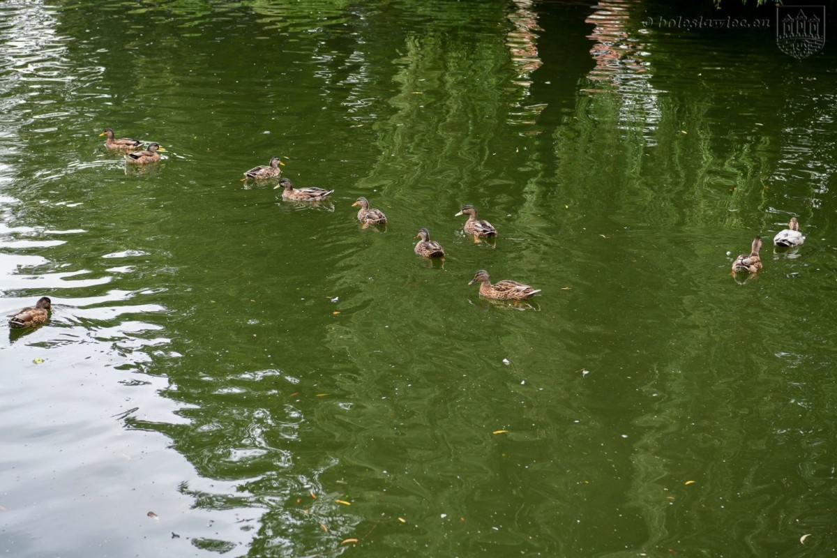Kaczkomat przy stawie miejskim przy ul. Bankowej w Bolesławcu