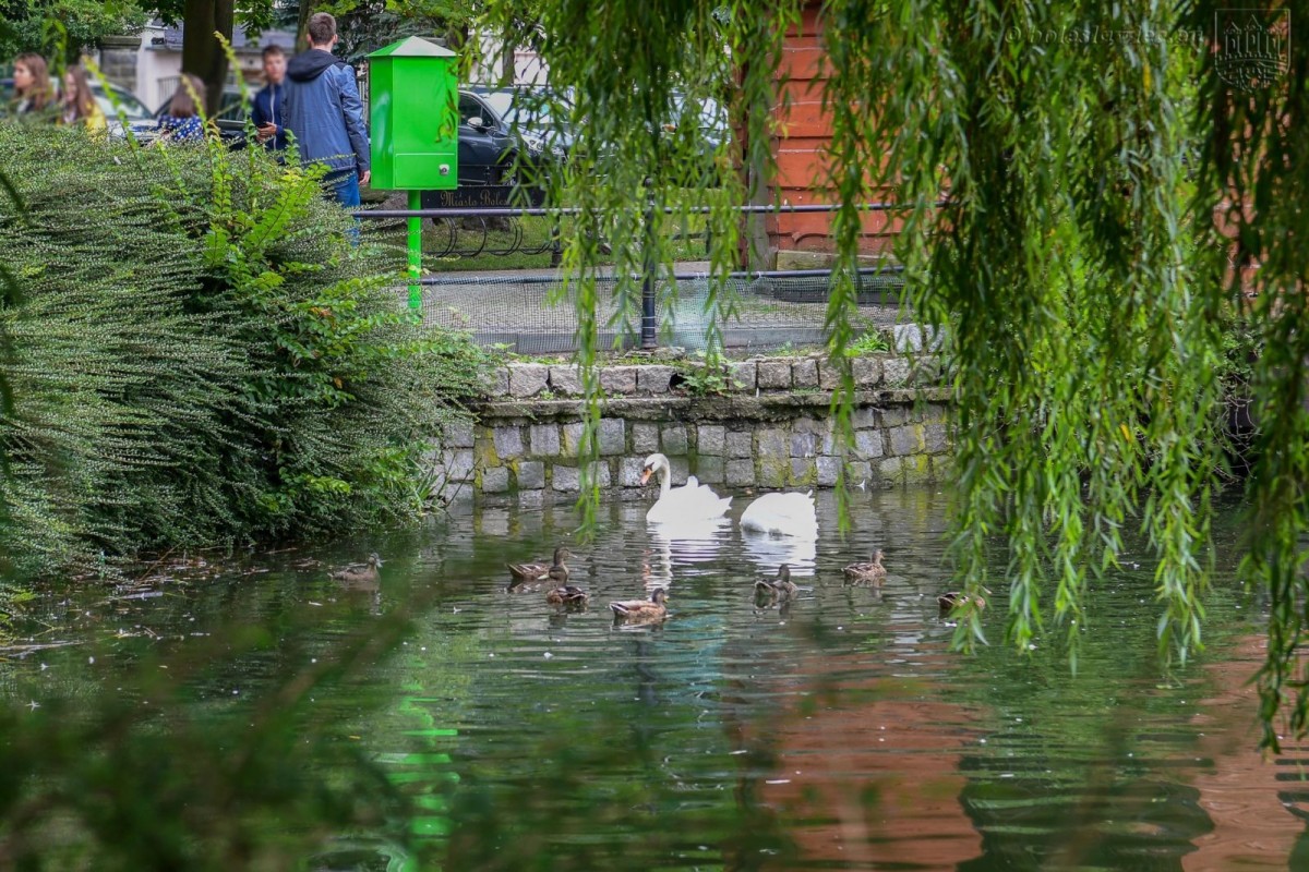 Kaczkomat przy stawie miejskim przy ul. Bankowej w Bolesławcu