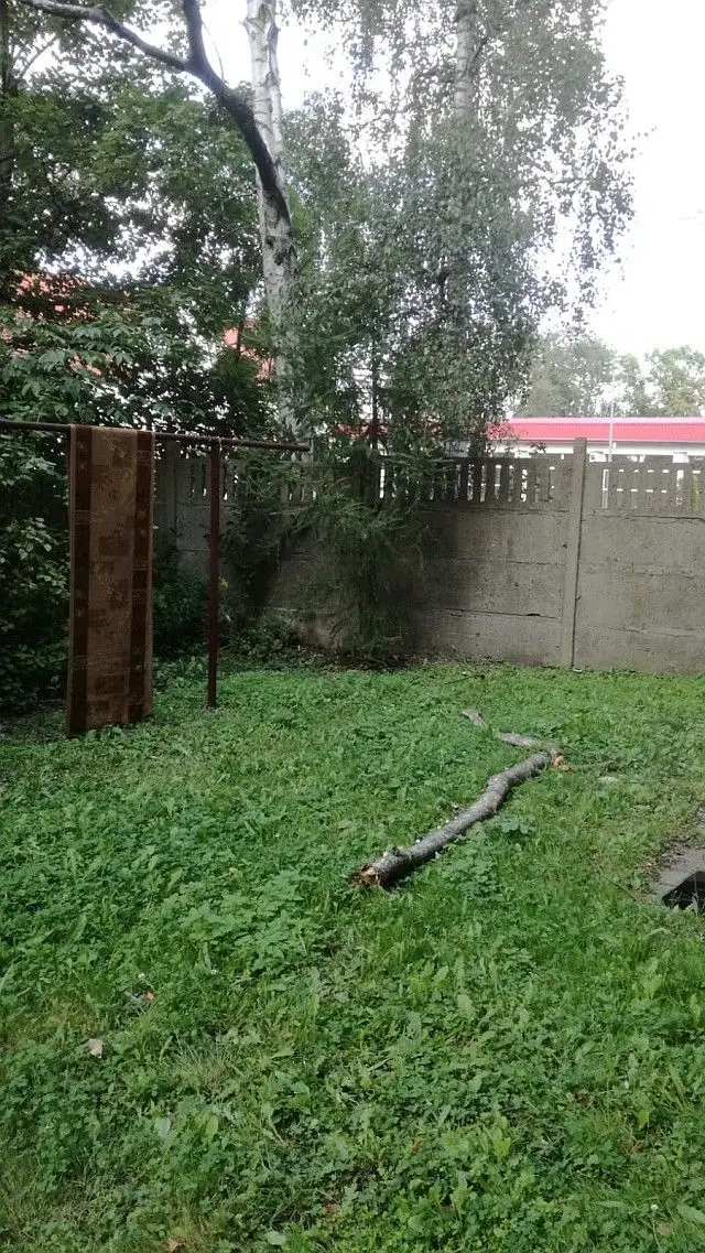 Przy alei Tysiąclecia spadają konary z uschniętych drzew. Może dojść do tragedii