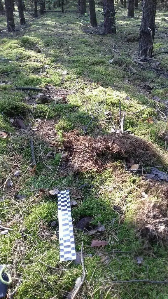 Akcja Patrolu Saperskiego Bolesławiec w lasach w powiecie bolesławieckim i lubańskim