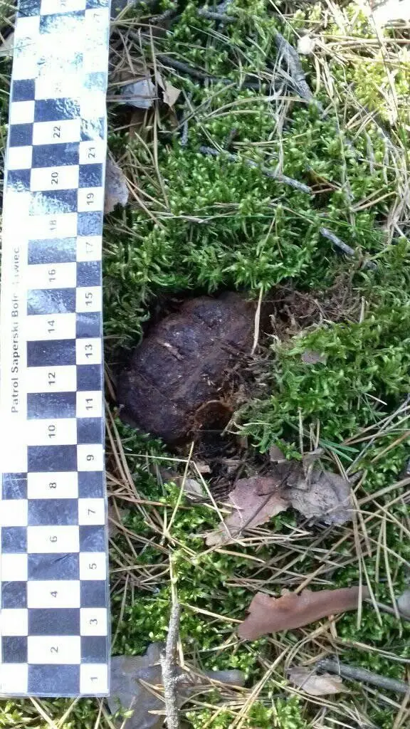 Akcja Patrolu Saperskiego Bolesławiec w lasach w powiecie bolesławieckim i lubańskim
