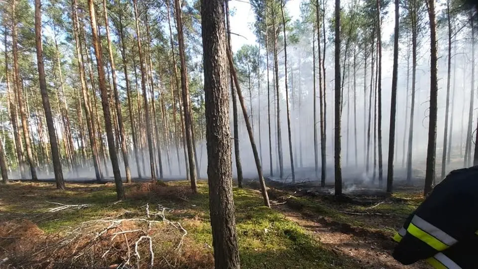 Akcja straży pożarnej w lesie w Bronowcu (gmina Osiecznica, powiat bolesławiecki)